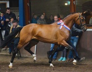 Gletsjer (by Apache x Prestige), champion of the 2014 AES Stallion Licensing :: Photo © Paardenfotograaf.be