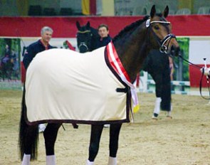 Divine Etincelle (by Desperados x A Jungle Prince), champion of the 2014 Austrian Warmblood stallion licensing in Stadl Paura :: Photo © Pferdenews.eu