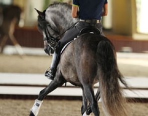 Nicholas Fyffe on the Andalusian Faisan AT