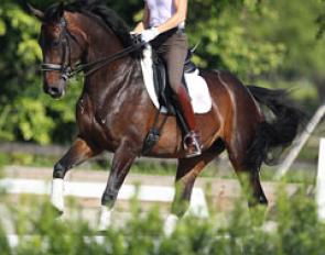 Arlene 'Tuny' Page schooling her small tour horse Castillia, a 2006 born Oldenburg mare by Samarant out of Cascaya, at her own Stillpoint Farm in Wellington :: Photo © Astrid Appels