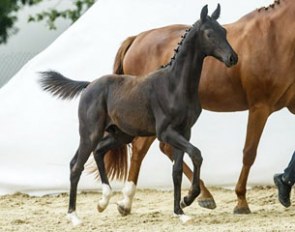 Gambler SPM (by Furstenball x Del Cuore)