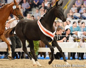 Gambler SPM, top selling dressage foal at the 2014 Sursee Swiss Warmblood Foal Auction :: Photo © Elisabeth Weiland