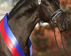 Morricone (by Millennium x Rubin Royal), champion of the 2014 Oldenburg Stallion Licensing :: Photo © LL-foto