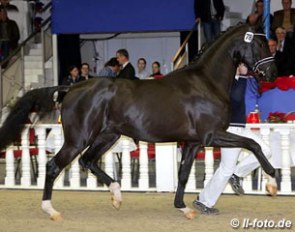 Totilas x Don Frederico