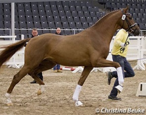 The 2014 Westfalian Licensing champion Borsalino at the 2014 Hanoverian Stallion Approval on 9 December 2014 :: Photo © Christina Beuke