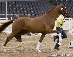 The 2014 Westfalian Licensing champion Borsalino at the 2014 Hanoverian Stallion Approval on 9 December 2014 :: Photo © Christina Beuke