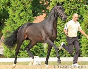 Daily Diamond (by Daily Deal x Diamond Hit) at the 2014 Hanoverian Stallion Licensing in Verden :: Photo © Tammo Ernst