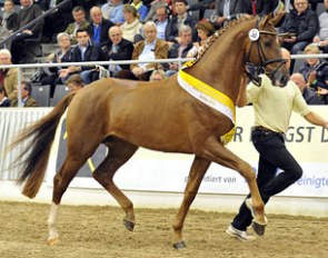 D'Avie at the 2014 Hanoverian Stallion Licensing :: Photo © Tanja Becker