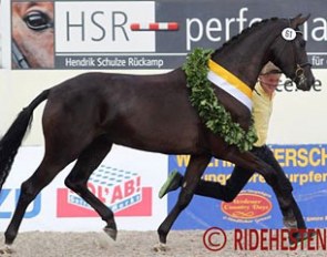Fine Lady (by Furstenball x Donnerhall), champion of the 2014 Hanoverian Elite Mare Show :: Photo © Ridehesten.com