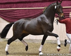 Dreamline Kilen (by Don Olymbrio x Hotline) :: Photo © Ridehesten