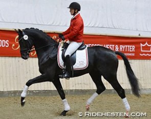 2014 Danish wamblood stallion licensing champion Galaxy Win T under saddle at the 10-day observation test :: Photo © Ridehesten