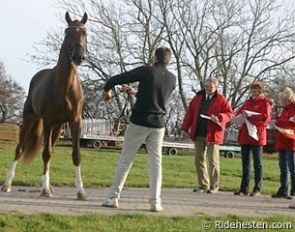 The Danish Warmblood licensing committee inspecting a stallion :: Photo © Ridehesten