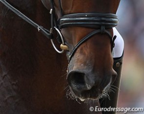 Riding in a snaffle from novice to Grand Prix :: Photo © Astrid Appels