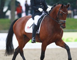 Danish Nana Berg Christensen on Lady Gaga (by Quaterback x Landwind). The trot has a very good cadence but in canter the horse is not so supple. The walk was active and ground covering