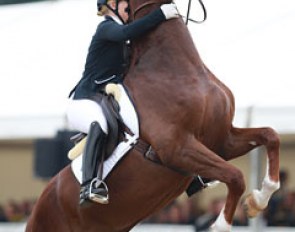 Yvonne Osterholm on the talented Quarton (by Quaterback x Don Schufro). The chestnut gelding was tense and disobedient but also showed much potential in his elastic trot. The walk was poor today but the canter had an active hindleg