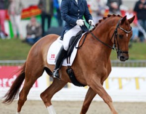 Danish Trakehner Litvinenko Sjaelstofte :: Photo © Astrid Appels