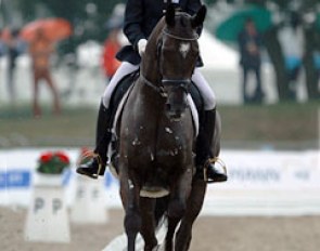 Finnish Tuija Tuominen on Fee Clochette Carrus (by San Amour x Davignon II). This dark bay mare is a big powerful mover with a strong cadence but was still unbalanced in her work.