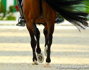 The end is nigh. The final fifteen will passage on the centerline at the 2014 World Equestrian Games :: Photo © Astrid Appels