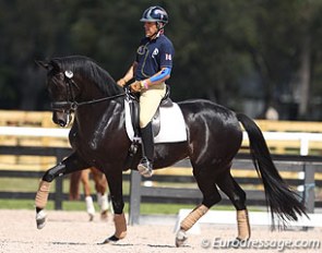 Cesar Parra schooling Fiderhit OLD at the 2014 CDIO Wellington :: Photo © Astrid Appels