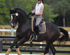 Belinda Trussell schooling Monica Theodorescu's home bred Westfalian Tattoo (by Tuareg) :: Photo © Astrid Appels