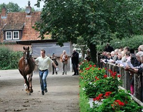 This Dannebrog x Fabriano x Graphit colt has been accepted for the 2014 Hanoverian Stallion Licensing at the pre-selection day in Oetzen :: Photo © Hannoveraner Verband