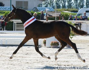 Danciero ZFK wins the 2015 Swiss Warmblood Foal Championship in the colt category :: Photo © Elisabeth Weiland