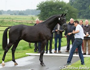 A not so Hanoverian Hanoverian selected for the 2015 Hanoverian Stallion Licensing: colt by Bon Bravour x Ferro x Hohenstein at the Bersenbruck pre-selection day :: Photo © Christina Beuke