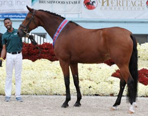 Stenagers Welina wins the 2015 Devon Breed Show Grand Championship :: Photo © Hoof Print Images