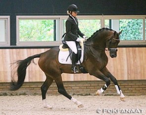 The Amazing Star x San Remo at the under saddle presentation for the KWPN Stallion Performance Testing :: Photo © Fokfanaat