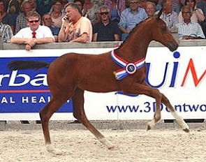Kompaan (by Geniaal x Dancier) was named 2015 KWPN Foal Champion :: Photo courtesy KWPN.nl