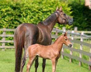 MSJ Top Secret II (by Totilas out of FBW Dejavu) with the recipient dam at Mount St. John