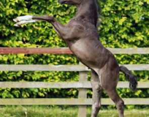 Full Throttle (by For Romance x Goodtimes) frolicking about