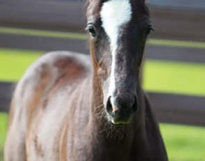 A Totilas foal which was born at Mount St. John for a client