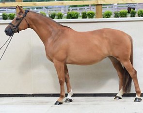 Emma Blundell is very grateful to have Valegro’s full sister Weidyfleur on loan for the breeding season from Claire Hester with a Fürstenball embryo transfer confirmed for 2016.