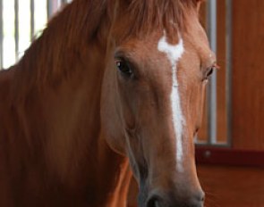 Clare Hester's Weidyfleur II, the full sister of Valegro