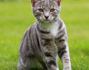 Mount St. John cat patrol