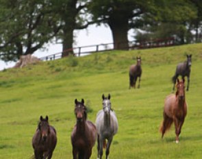 The two-year old fillies in the field