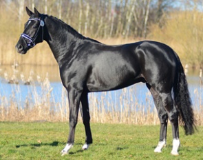 Total Hope (by Totilas x Don Schufro x Sandro Hit)