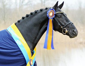 Total Hope became the winner of the 2016 Swedish Stallion Performance Testing