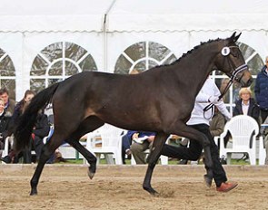 Trakehner mare Mille Grazie (by Easy Game x Ravel) :: Photo © Sigrun Wiecha