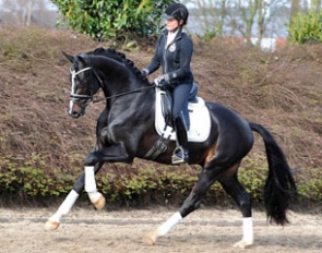 Goldberg (by Amazing Star x San Remo) :: Photo © Tanja Becker