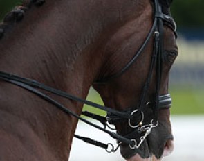Sandra Aagaard Hyrm's Oldenburg stallion Dicardo (by Don Romantic x Lauries Crusador xx)