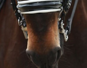 Good example of an ill-fitting curb that is much too wide for this horse's mouth