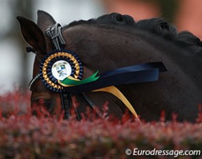 The Future Champions CDIO-PJYR Hagen ribbon floating in the wind