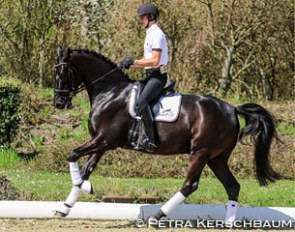 Martin Flecher and Figo ZHF at the first Austrian WCYH selection trial at Gutenhof :: Photo © Petra Kerschbaum