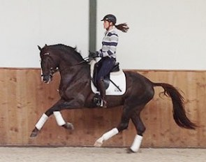 Ingrid Malan on the 2014 KWPN spring stallion performance test winner Giovanni (by Chippendale x Scandic)