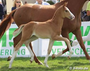 The 2015 German Champion colt by Escolar x Belissimo M :: Photo © LL-foto