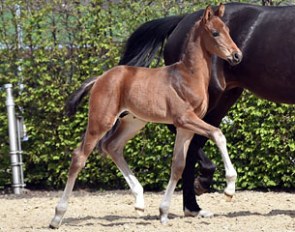 Auction foal Fantastico SHM (by For Romance), bred by Swiss Horse Management, at the 2015 Oldenburg Foal branding in Lodbergen :: Photo © Tanja Becker