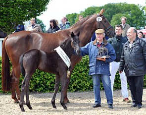 The 2015 Lodbergen Foal Show Filly Champion by Dante Weltino :: Photo © Equitaris
