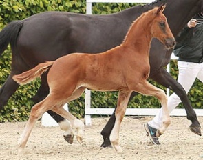 Crystalin BB (by Bordeaux x De Niro x Rubinstein) at the 2015 Lodbergen Foal Show :: Photo © Foto Diele